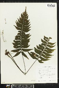 Asplenium unilaterale image