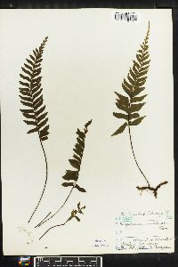 Asplenium unilaterale image
