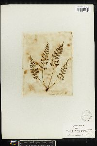 Asplenium varians image