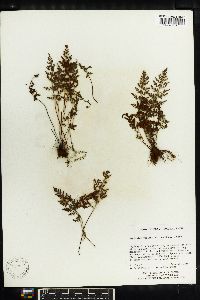 Asplenium varians image