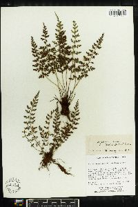 Asplenium varians image