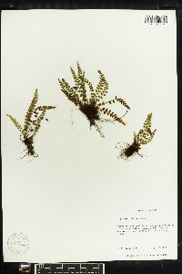 Asplenium viride image