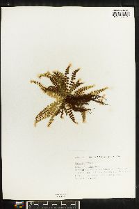 Asplenium viride image