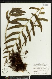 Asplenium zenkerianum image