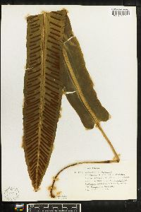 Phyllitis scolopendrium image