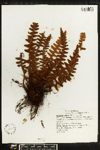 Asplenium aureum image