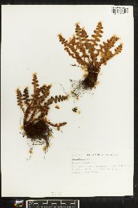 Ceterach officinarum image