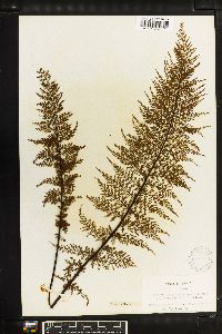 Media resource of Diellia mannii