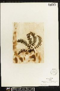 Diellia pumila image