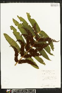 Onocleopsis hintonii image