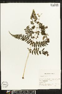 Athyrium dombei image