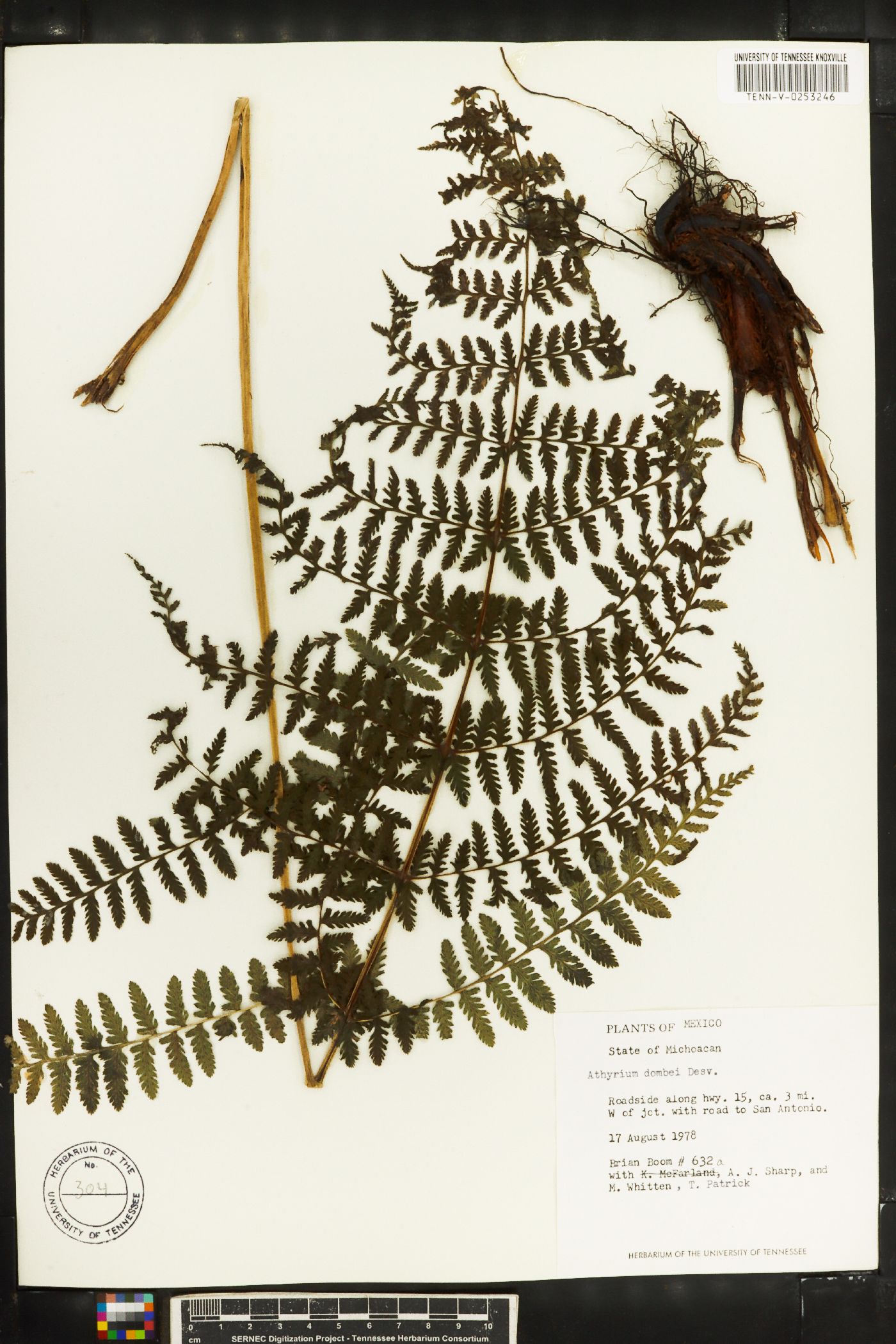 Athyrium dombei image