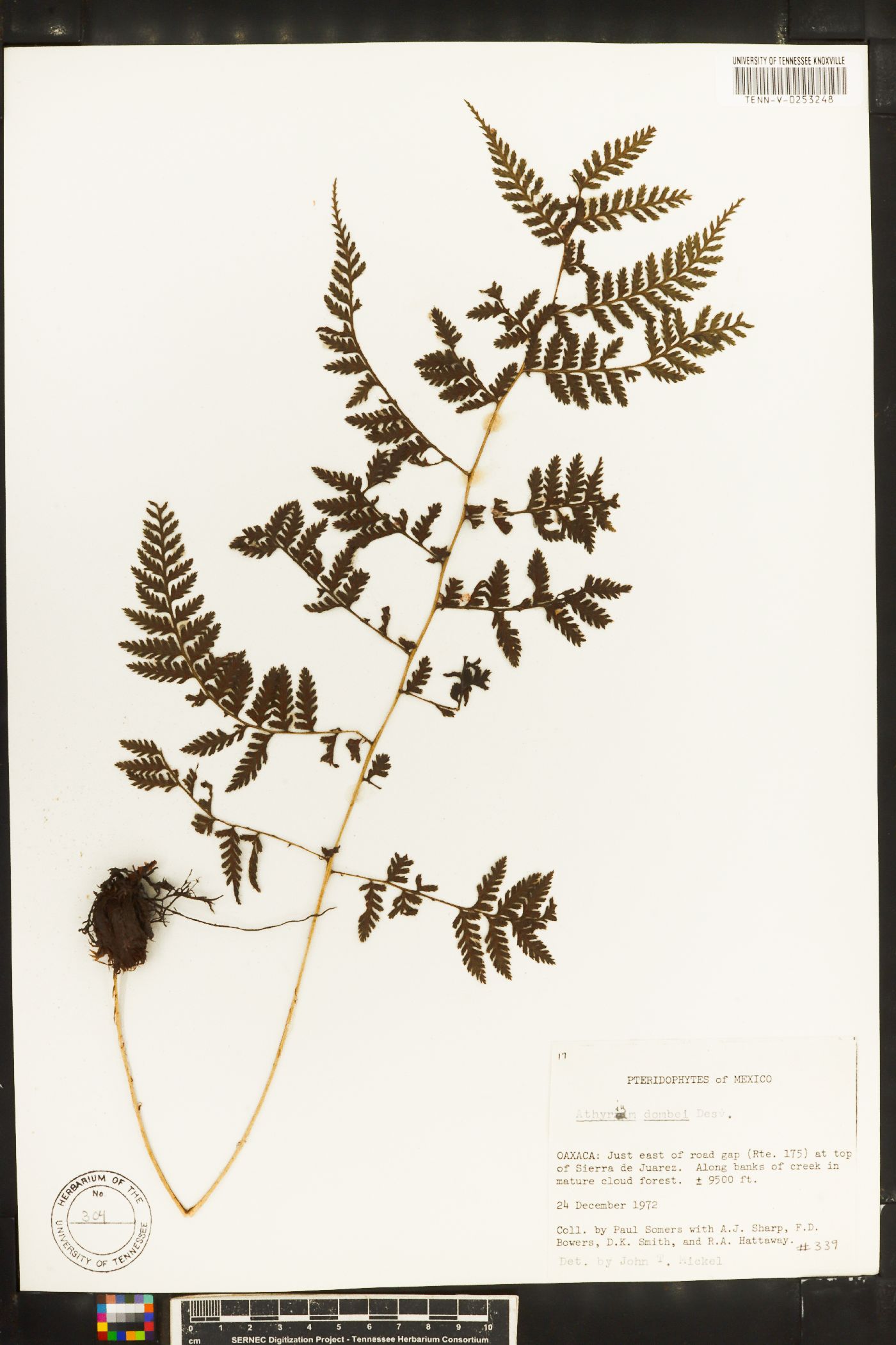 Athyrium dombei image