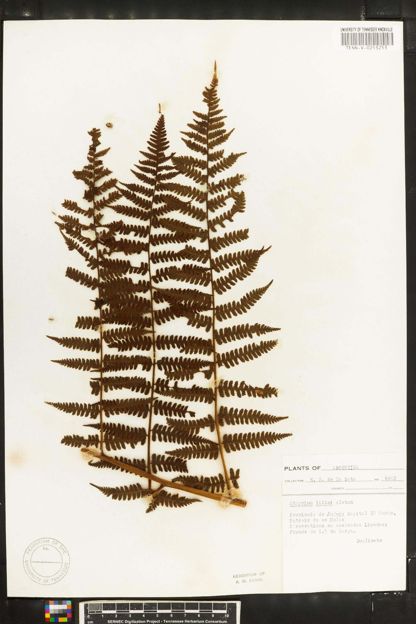 Diplazium lilloi image