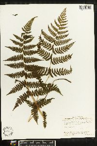 Athyrium schimperi image