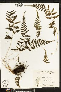 Athyrium tozanense image