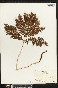 Athyrium spinulosum image