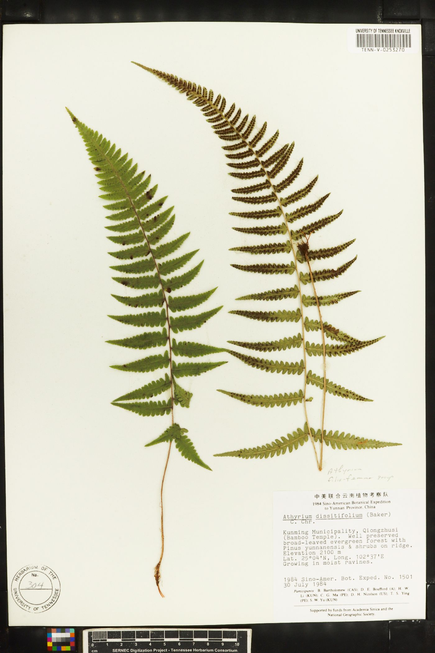 Athyrium dissitifolium image