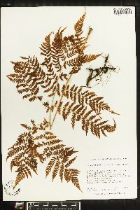 Athyrium spinulosum image