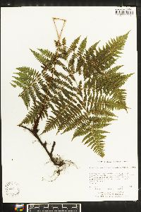 Athyrium spinulosum image