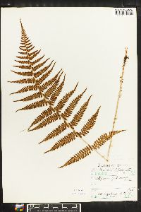 Athyrium yokoscense image