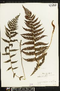 Athyrium yokoscense image