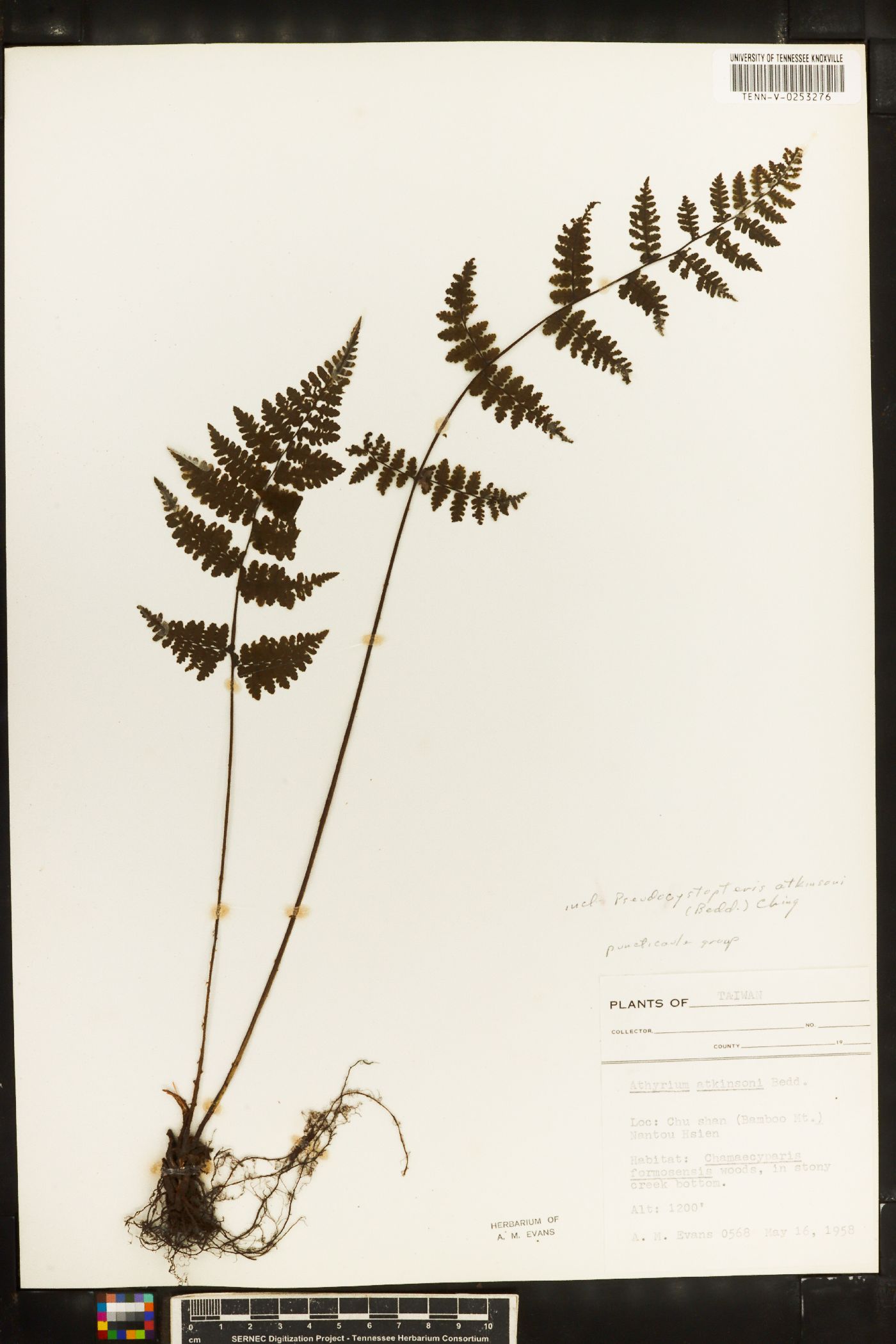 Athyrium atkinsonii image