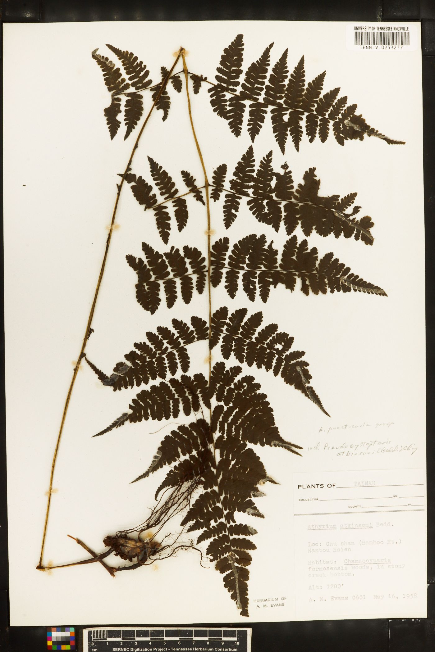 Athyrium atkinsonii image