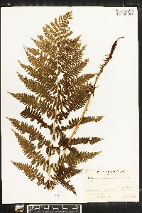 Athyrium melanolepis image