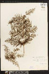 Athyrium microphyllum image