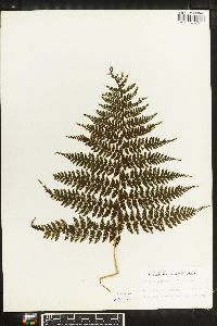 Athyrium microphyllum image