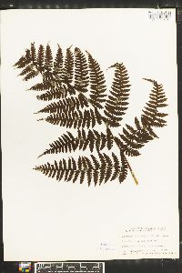 Athyrium sandwichianum image