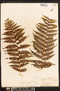 Athyrium sandwichianum image