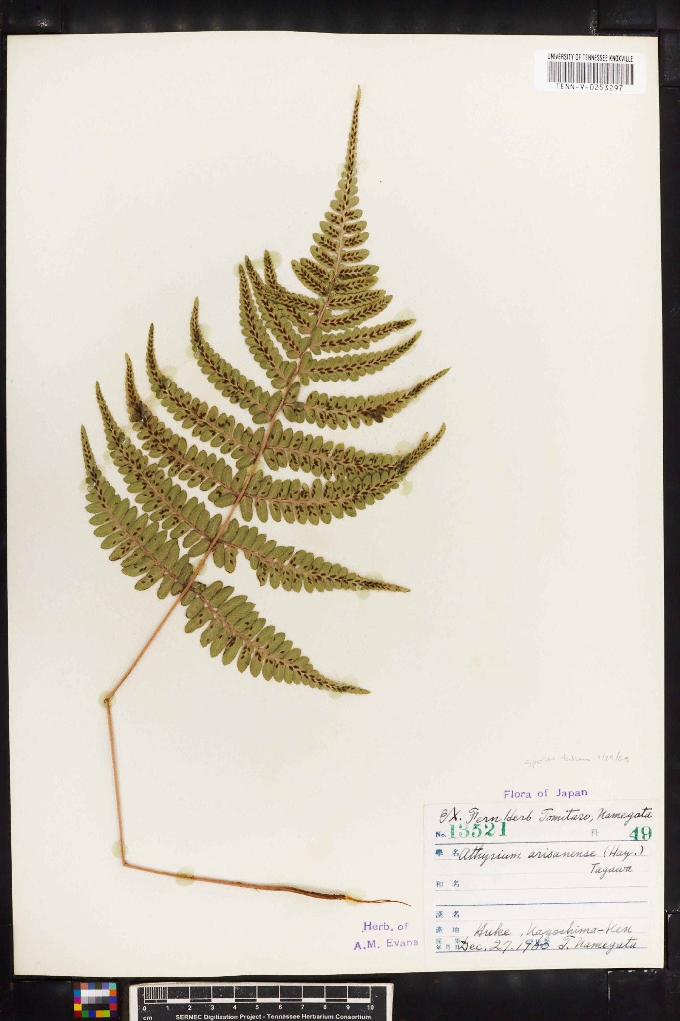 Athyrium arisanense image