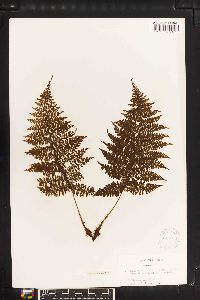 Athyrium scandicinum image