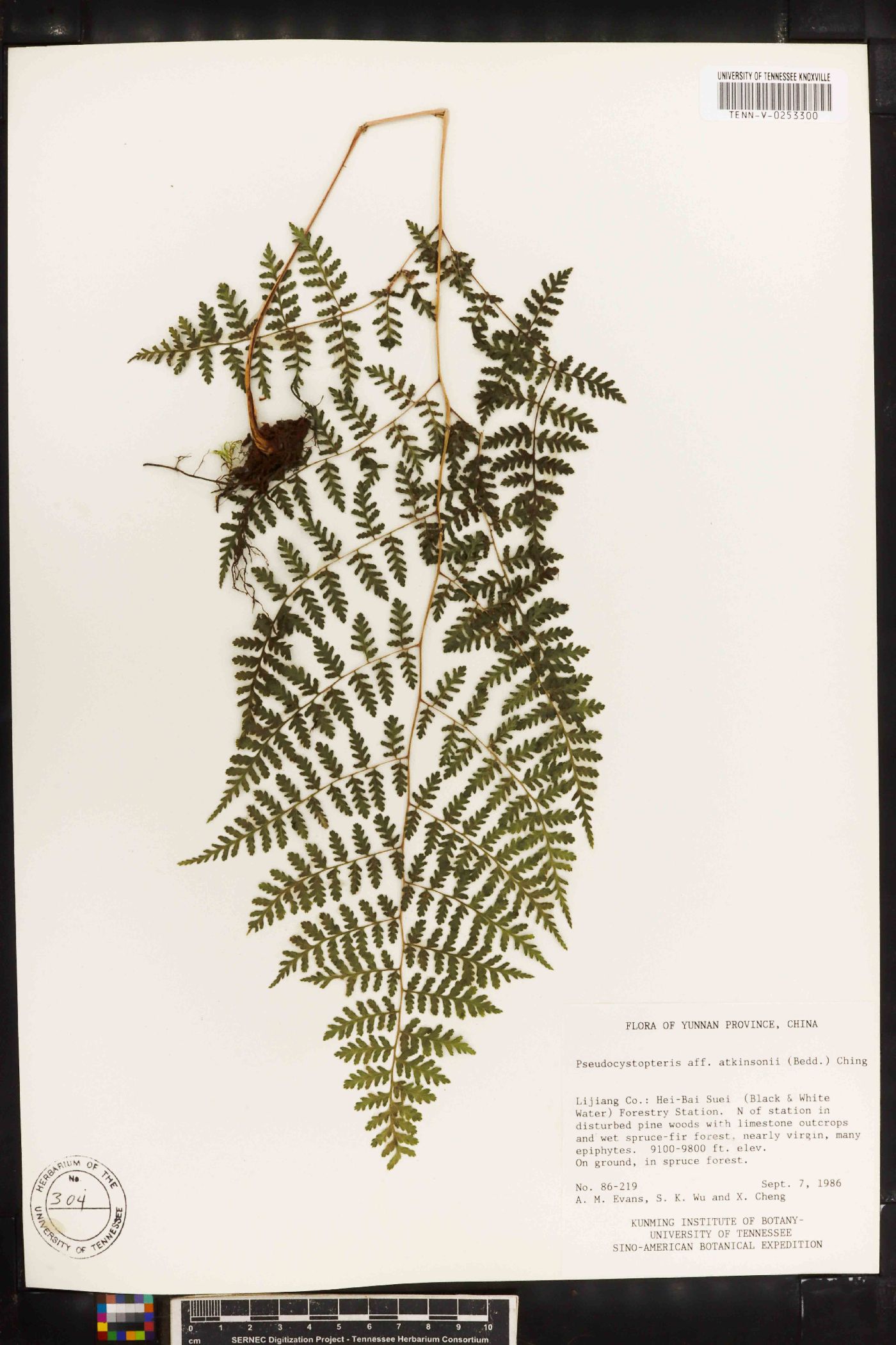 Athyrium atkinsonii image