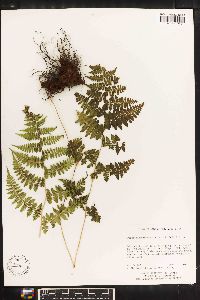 Athyrium atkinsonii image