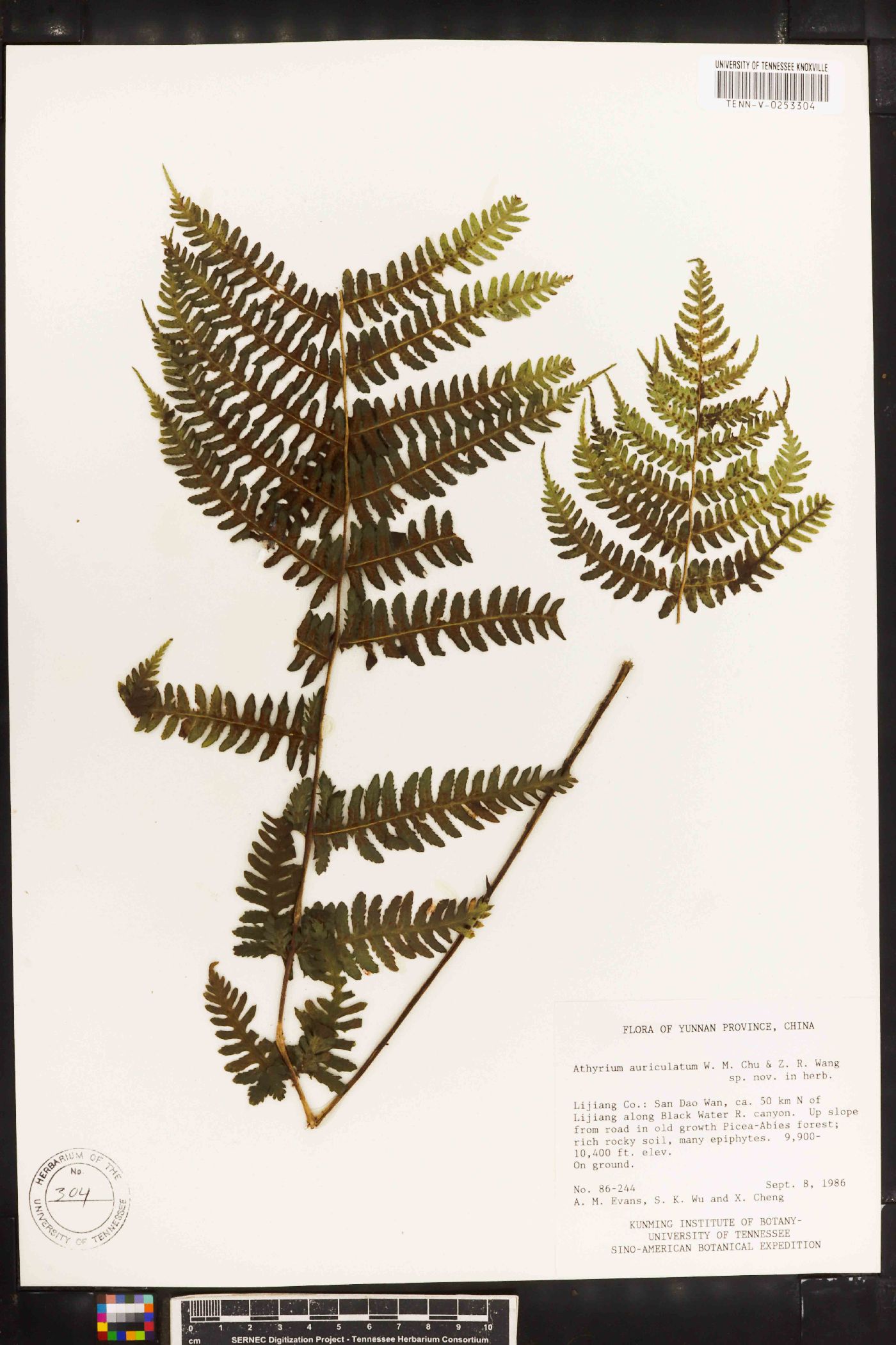 Athyrium clivicola image