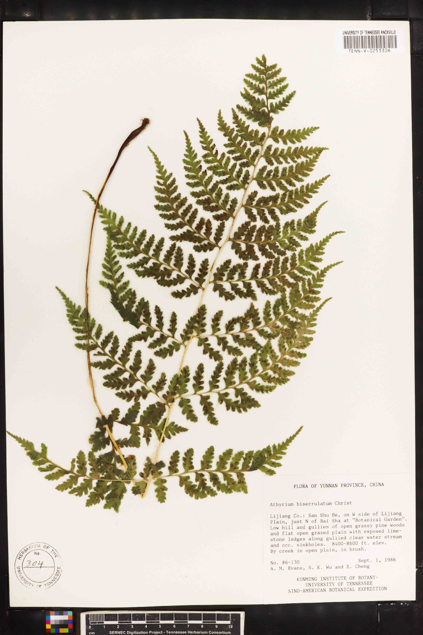 Athyrium biserrulatum image