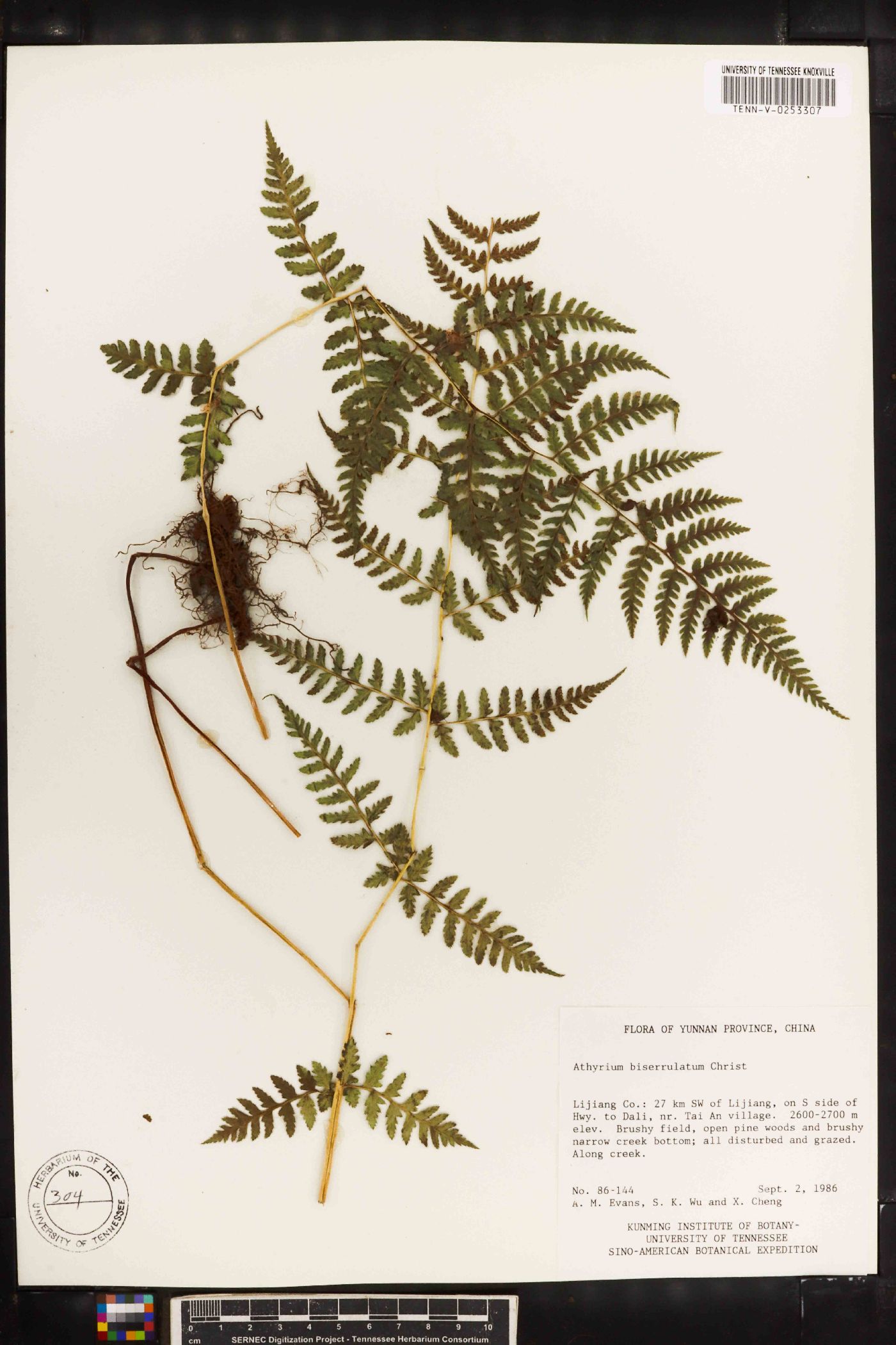 Athyrium biserrulatum image