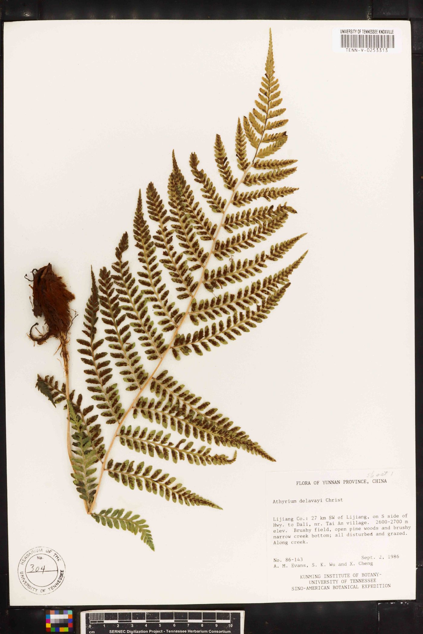 Athyrium delavayi image