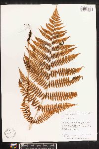 Deparia japonica image