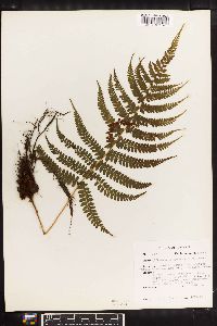 Athyrium otophorum image