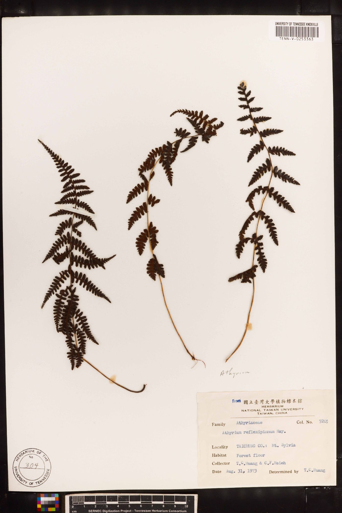 Athyrium oppositipennum var. pubescens image