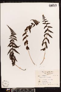 Athyrium oppositipennum image