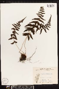 Athyrium oppositipennum image