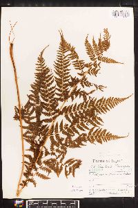 Athyrium vidalii image