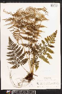 Athyrium iseanum image