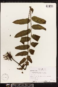 Diplazium grandifolium image