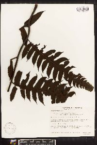 Diplazium macrophyllum image